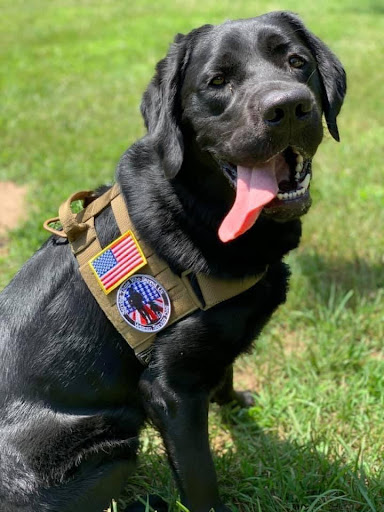 Look Trailers | Blog Post | Veteran Support Dog - PACE | Picture of Kilo the service dog
